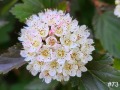 73-Ninebark-Blossom