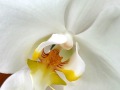 74-Phalaenopsis-Orchid