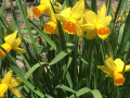 Spring-Daffodiils