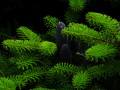 Cleland-Balsam-tree-and-cones-2030-Flam-Norway