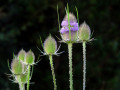 Cleland-Castle-Teasel-2-3410