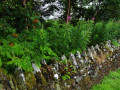 Cleland-Stone-Wall-Fireweed-Mountain-Ash-3768