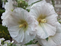 Deodhar-S-Hollyhock