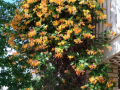 Deodhar-S-Honeysuckle