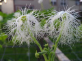 Deodhar-S-SnakeGourdFlower