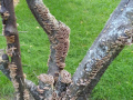 Deodhar-S-Tree-Fungi