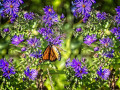 Hughes-A-Asters-Monarch
