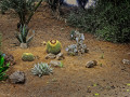 Hughes-A-Cactus-garden
