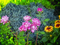Hughes-A-Pink-Roses