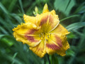 Hughes-A-Yellow-Day-Lily