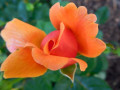 Julian-Orange-Rose