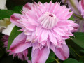 Julian-Pink-Clematis-Chelsea-England