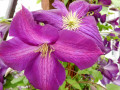 Julian-Purple-Clematis-Chelsea-England