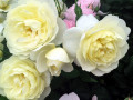Julian-Yellow-Pink-Rose-Chelsea-England