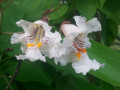 Kimmel-Catalpa-Flower-Galena