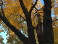 Meehan-Fall-Maples
