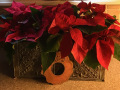 Meehan-Poinsettia-planter