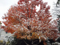Meehan-Snowy-Red-Maple