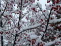OConnell-Crab-apple-snow