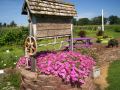 Paulson-Petunias-well