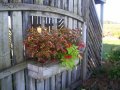 Paulson-coleus-planter