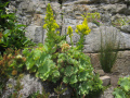 Plasz-A-Aeonium-arboreum
