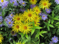 Plasz-A-Asters-Yellow-Purple
