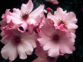 Plasz-A-Dainty-Bess-Single-HT-Rose