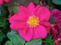 Plasz-A-James-Mason-Hybrid-Gallica