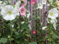 Scales-P-Hollyhocks