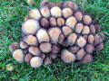 Scales-P-Mushroom-Caps
