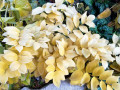 Schulman-Fall-Solomon-Seal-update