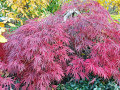 Schulman-Japanese-Maple-update