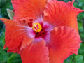Schulman-Red-Hybiscus-update