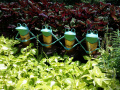 Thompson-Frogs-Coleus