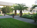 Thompson-Palm-Trees