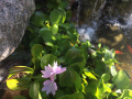 Valente-Fish-Pond-Hyacinths-8079
