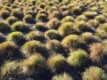 Valente-Grass-Mounds