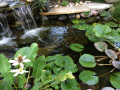 Valente-Pond-Fish-Frog-Flowers-7631