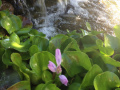 Valente-Pond-Waterfall-Rock-8064