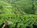 10-Tea-Garden-S-Deodhar
