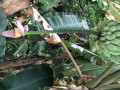 16-Banana-tree-Julian-C