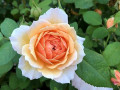 18-Orange-Rose-Julian-C