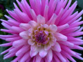 19-Pink-Dahlia-Julian-C