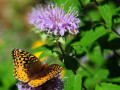 2-Fritillary-Monarda-Cleland
