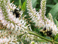 21-Bees-Culvers-Root-Kimmel-A