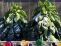 22-Brussels-Sprouts-Kimmel-A.