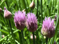 23-Chive-Blooms-Kimmel-A.