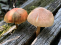 24-Fungi-pair-Kimmel-A.