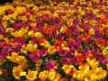 25-Tulips-Feast-for-Eyes-Kimmel-A.